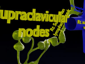 Breast lymphatic drainage precise scale labelledatomy histology 3D Model