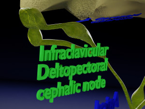 Breast lymphatic drainage precise scale labelledatomy histology 3D-Modell