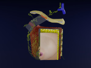 Breast lymphatic drainage precise scale labelledatomy histology 3D-Modell