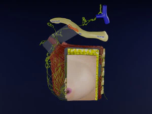 Breast lymphatic drainage precise scale labelledatomy histology 3D Model