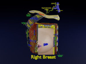 Breast lymphatic drainage precise scale labelledatomy histology 3D-Modell