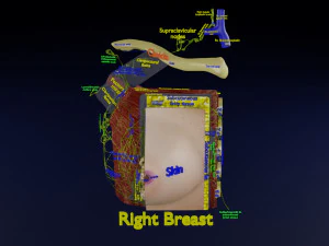 Breast lymphatic drainage precise scale labelledatomy histology 3D Model