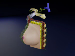 Breast lymphatic drainage precise scale labelledatomy histology 3D Model