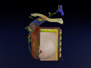 Breast lymphatic drainage precise scale labelledatomy histology 3D-Modell
