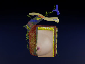 Breast lymphatic drainage precise scale labelledatomy histology 3D Model