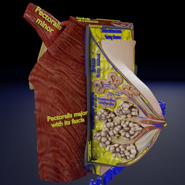 Breast anatomy histology detailed labelled precise to scale model 3D Модель .c4d .max .obj .3ds .fbx .stl .blend 