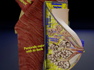 Breast anatomy histology detailed labelled precise to scale model 3D Model