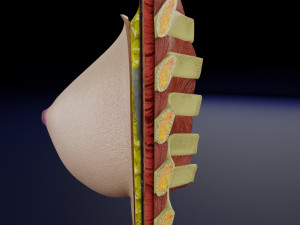 Breast anatomy histology detailed labelled precise to scale model 3D Модель