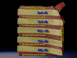 Breast anatomy histology detailed labelled precise to scale model 3D Модель