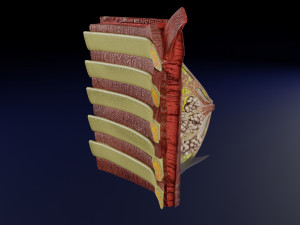 Breast anatomy histology detailed labelled precise to scale model 3D Модель