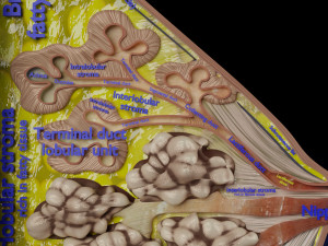 Breast anatomy histology detailed labelled precise to scale model 3D Модель