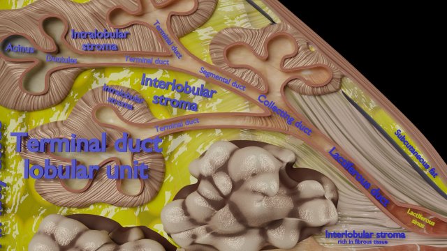 Breast anatomy histology detailed labelled precise to scale model Modelo 3D  in Anatomia 3DExport