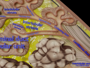 Breast anatomy histology detailed labelled precise to scale model 3D Модель