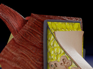 Breast anatomy histology detailed labelled precise to scale model 3D Модель