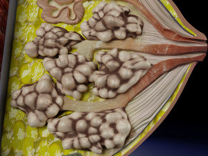 Breast anatomy histology detailed labelled precise to scale model 3D Модель