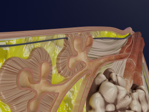 Breast anatomy histology detailed labelled precise to scale model 3D Модель