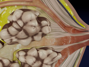 Breast anatomy histology detailed labelled precise to scale model 3D Модель