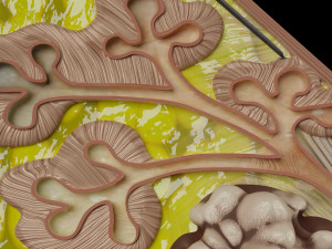 Breast anatomy histology detailed labelled precise to scale model 3D Модель