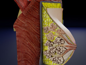Breast anatomy histology detailed labelled precise to scale model 3D Модель