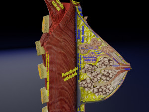 Breast anatomy histology detailed labelled precise to scale model 3D Модель
