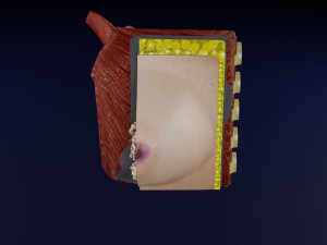 Breast anatomy histology detailed labelled precise to scale model 3D Модель