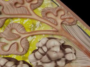 Breast anatomy histology detailed labelled precise to scale model 3D Модель