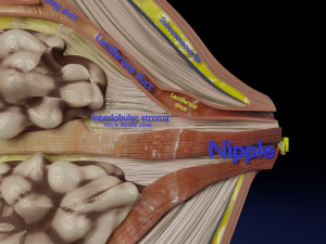 Breast anatomy histology detailed labelled precise to scale model 3D Модель