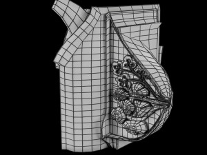 Breast anatomy histology detailed labelled precise to scale model 3D Модель