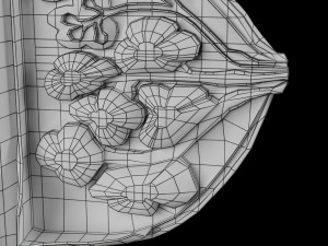 Breast anatomy histology detailed labelled precise to scale model 3D Модель