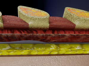 Breast anatomy histology detailed labelled precise to scale model 3D Модель