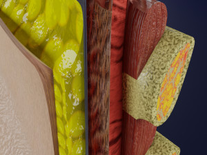 Breast anatomy histology detailed labelled precise to scale model 3D Модель