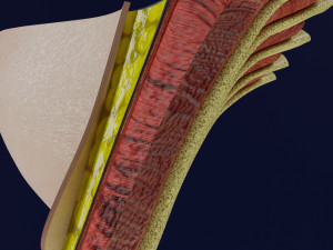 Breast anatomy histology detailed labelled precise to scale model 3D Модель