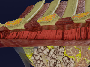 Breast anatomy histology detailed labelled precise to scale model 3D Модель
