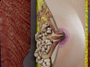 Breast anatomy histology detailed labelled precise to scale model 3D Модель