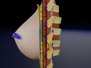 Breast anatomy histology detailed labelled precise to scale model 3D Модель