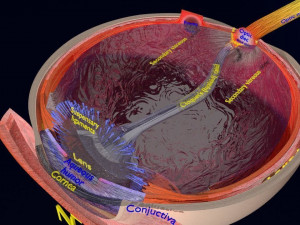 Cataract eye lens types detailed animated 3D Model