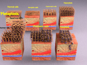 3D cell adaptation 3D 모델