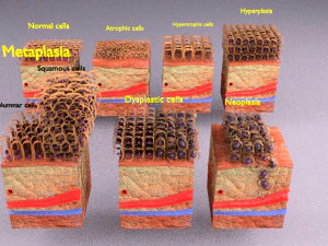3D cell adaptation 3D Model