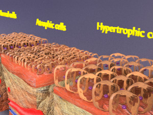 3D cell adaptation 3D-Modell