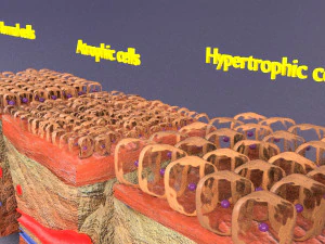Adaptation cellulaire 3D Modèle 3D