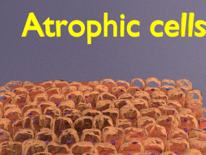 3D cell adaptation 3D-Modell