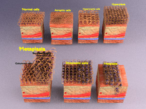 3D cell adaptation 3D-Modell