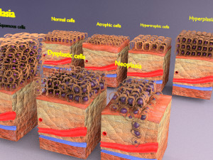 3D cell adaptation 3D-Modell