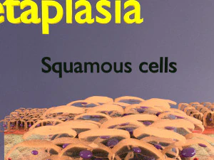 Adaptation cellulaire 3D Modèle 3D