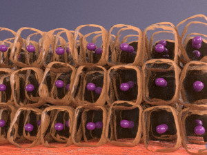 3D cell adaptation 3D-Modell