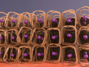 Adaptation cellulaire 3D Modèle 3D