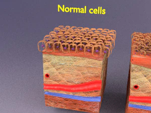 Adaptation cellulaire 3D Modèle 3D