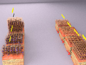 3D cell adaptation 3D-Modell