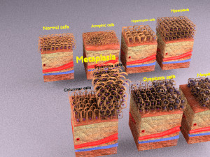 3D cell adaptation 3D-Modell