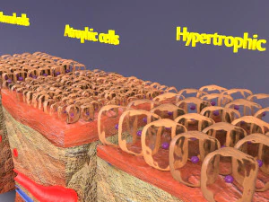 Adaptation cellulaire 3D Modèle 3D